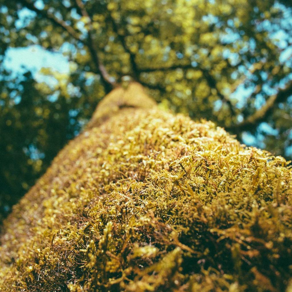 Piggy Bank - professional stock photography